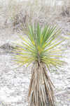 Moundlily yucca